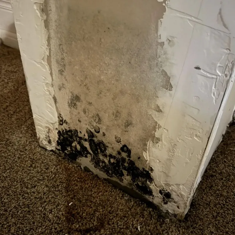 Professional Mold Removal in West Hollywood, FL